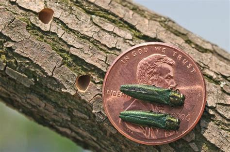 Emerald Ash Borer Eab Anoka Mn