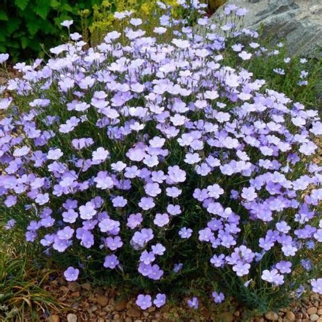 Linum Perenne Bloemenhuis