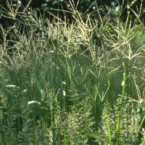 Perennial Grass Forage Pasture Seeds Brasuda