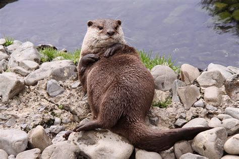 Small Clawed Otters Amazing Facts Latest Pictures All Wildlife