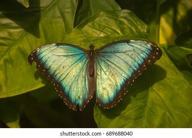 Butterfly Garden Aruba Stock Photo 689688040 | Shutterstock