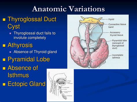 Ppt Thyroid Parathyroid And Neck Powerpoint Presentation Free Download Id 5941212