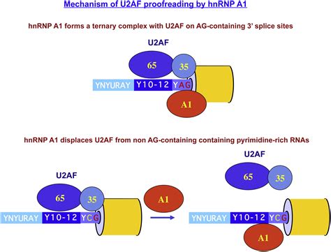 Hnrnp A Proofreads Splice Site Recognition By U Af Molecular Cell