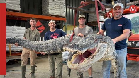 Capturan Cocodrilo Gigante De Casi Kilos De Peso Impone R Cord