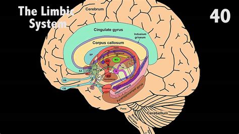 Limbic System Anatomy - Anatomical Charts & Posters