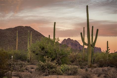 Ironwood Forest — Conservation Atlas