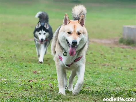 Can Huskies Live In Hot Weather Oodle Life