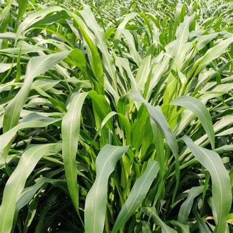 Forage Crops