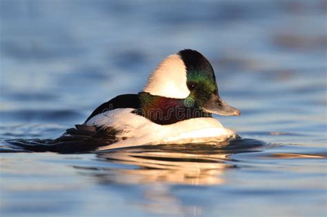 Male Bufflehead Bucephala Albeola Swimming Stock Photos Free