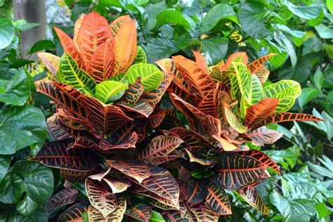 Planta Cr Ton Conhe A Os Tipos Mais Cultivados No Mundo E Saiba Como