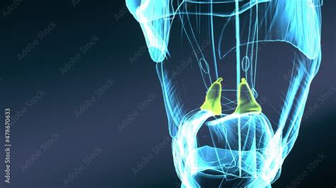 3d illustration of human body posteroir cricoarytenoid muscle anatomy ...