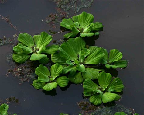 What Is Pistia