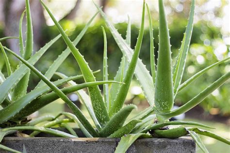 How To Grow An Aloe Vera Plant At Home Dengarden