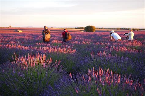 Sunset Lavender Tour From Aix En Provence 2022 Viator