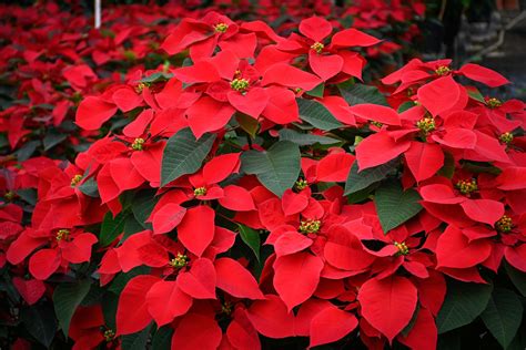 ¿por Qué Se Recomienda Tener Flores De Nochebuena En Casa