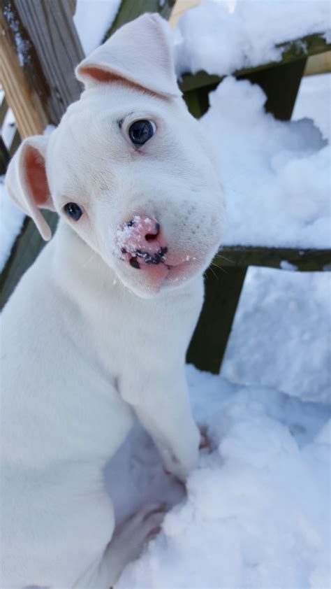 Leo 2∞ Mine Make You Smile Pitbulls Leo Make It Yourself Dogs
