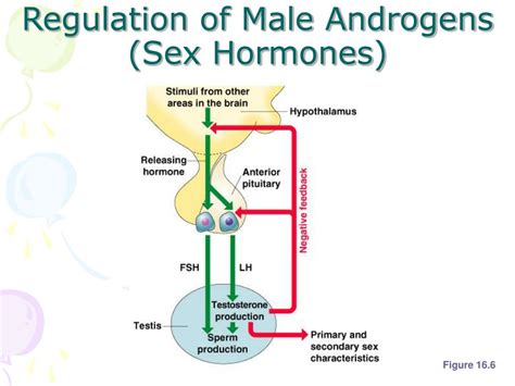 Ppt The Reproductive System Ch 16a Powerpoint Presentation Free