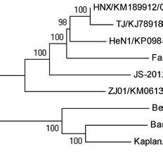 Phylogenetic Analysis Based On The Complete Genome Sequences Of Nine