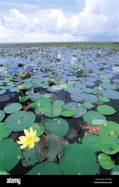 Lake Okeechobee Florida USA North America Stock Photo - Alamy