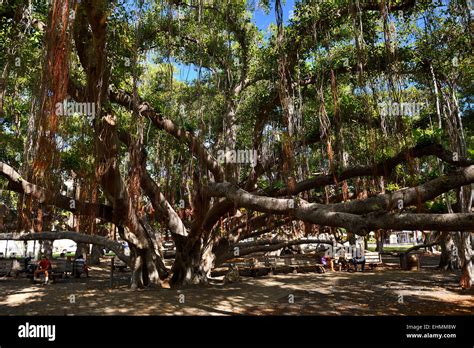 Banyan Tree Hawaii Hi Res Stock Photography And Images Alamy