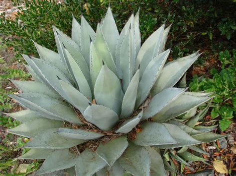 Agave Deserti Desert Agave World Of Succulents