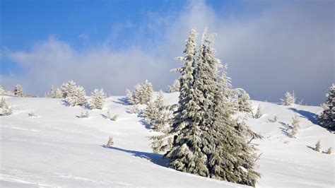 Prognoza Meteo Pentru S Rb Torile De Iarn Cum Va Fi Vremea De Cr Ciun