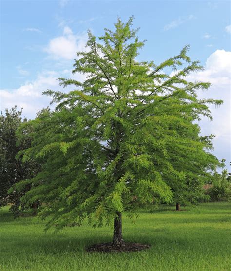 Bald Cypress Tree Southern Native Trees