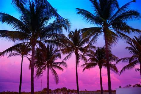 'Miami Beach South Beach Sunset Palm Trees in Ocean Drive Florida ...