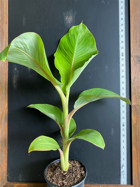 Banana Tree Plant Care