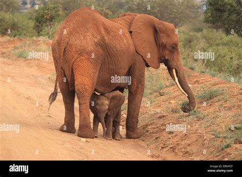 African Elephant Loxodonta Africana Cow Elephant With Calf Kenya