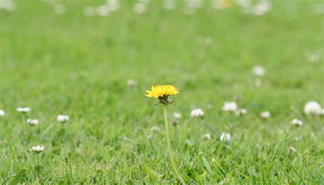 How To Identify Lawn Weeds Of Minnesota Garden Guides