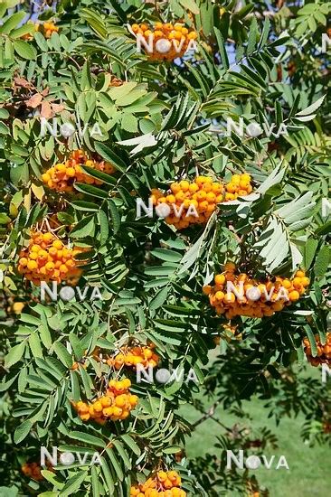 Sorbus Aucuparia Xanthocarpa