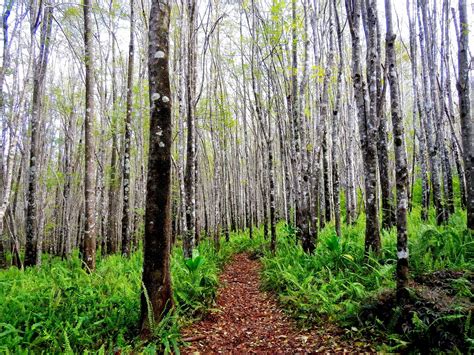 Maui Makawao Forest - The Gardens at West Maui