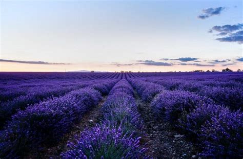 What Is Lavender Honey? - Beekeeping 101