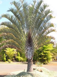 Palmier triangle, Dypsis decaryi : plantation, culture, entretien