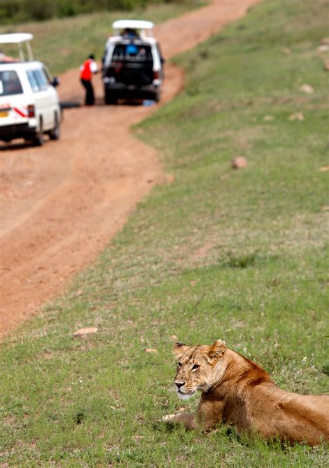 Lion Populations in Africa Decline amid Hunting and Habitat Loss - DER SPIEGEL