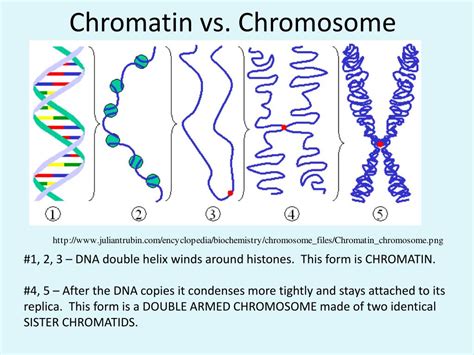 PPT - Asexual Reproduction, The Cell Cycle and Mitosis PowerPoint ...