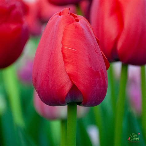 Tulip Red Pride Time4Tulips