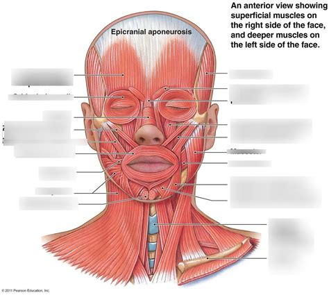 head and neck muscles Diagram | Quizlet