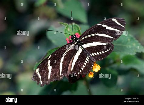 Zebra Longwing Butterfly Stock Photo Alamy