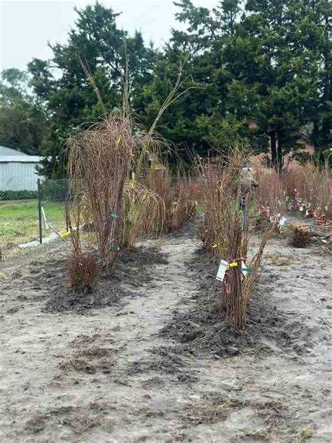 Magnolia X Soulangeana Cleopatra Bare Rooted Neth Green