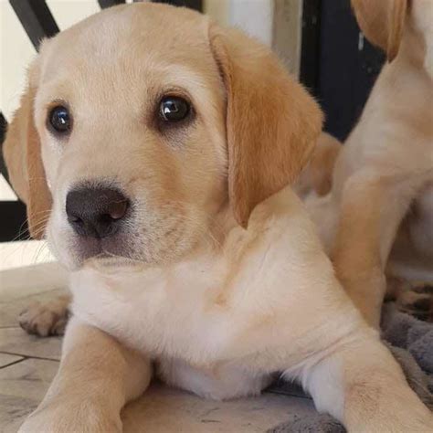 Filhotes Labrador Cachorros Labrador No Mercado Livre Brasil