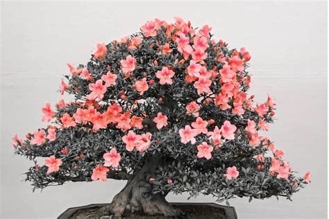 Flowering Bonsai Trees: The Perfect Addition To Your Home Or Garden