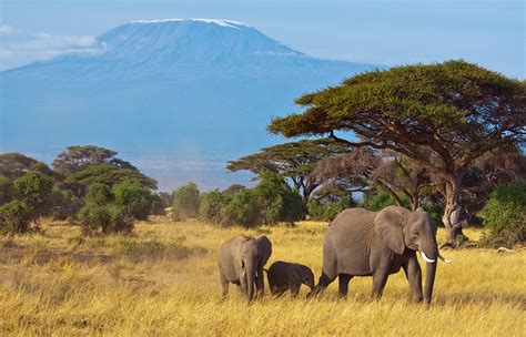 African forest elephants Vs Savanna elephants - Facts