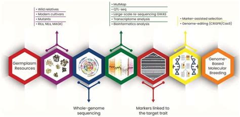 Agronomy Free Full Text Advances In Genomics Based Breeding Of