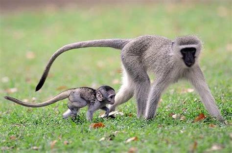 Monkey - Samango - Vervet - Africa Mammal Guide