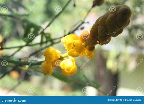 Senna Alata It Also Known As Emperor S Candlesticks 1 Candle Bush 2