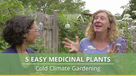 Top 5 Medicinal Plants To Grow In Cold Climates Broken Ground