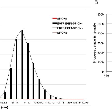 A Hydrodynamic Size Distributions Of SPIONs And EGFP EGF1 SPIONs B