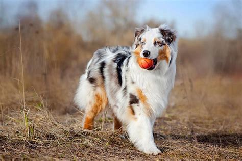 Australian Shepherd vs Labrador Retriever - Breed Comparison